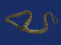 藏品(臺灣鈍頭蛇)的圖片